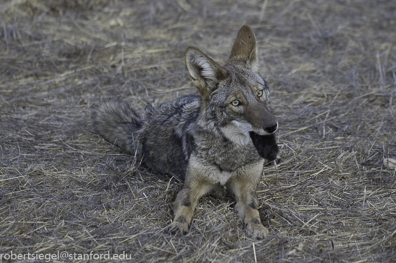 coyote